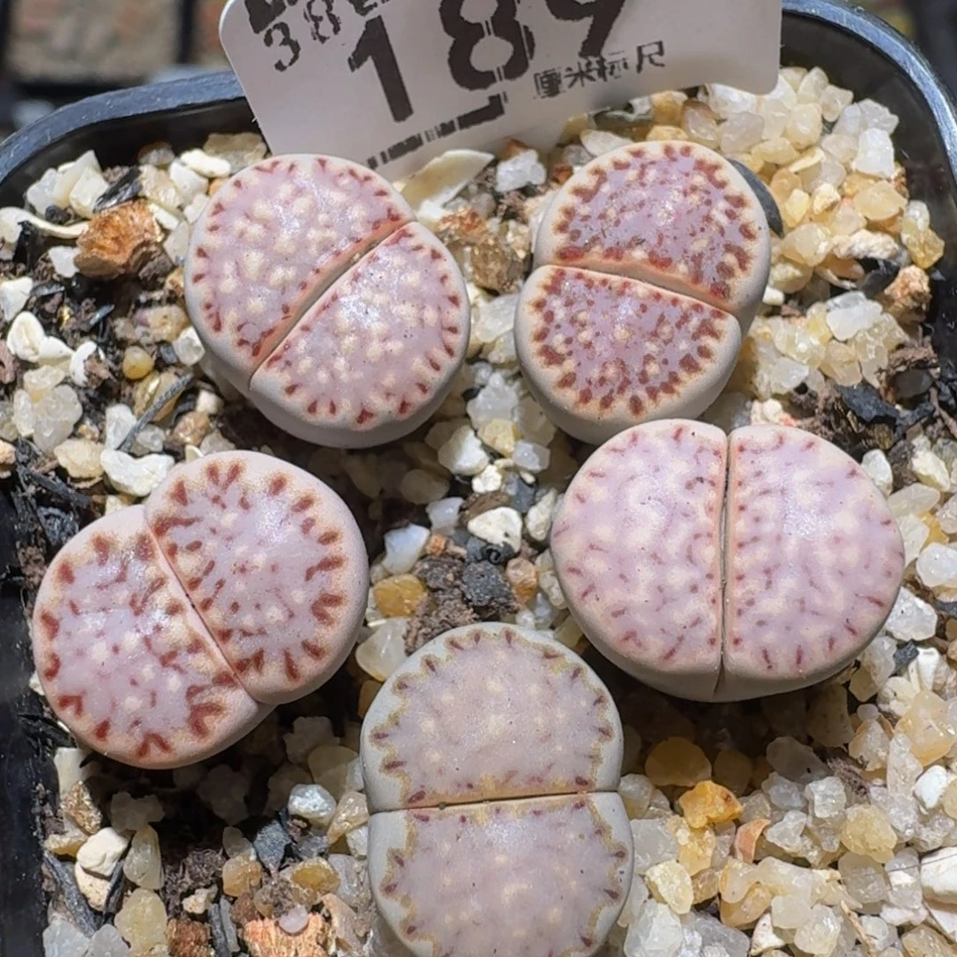 zzzz精品生石花189