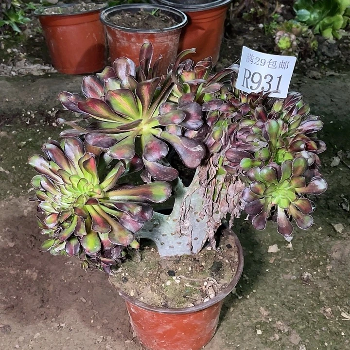 931晚霞坠多肉植物