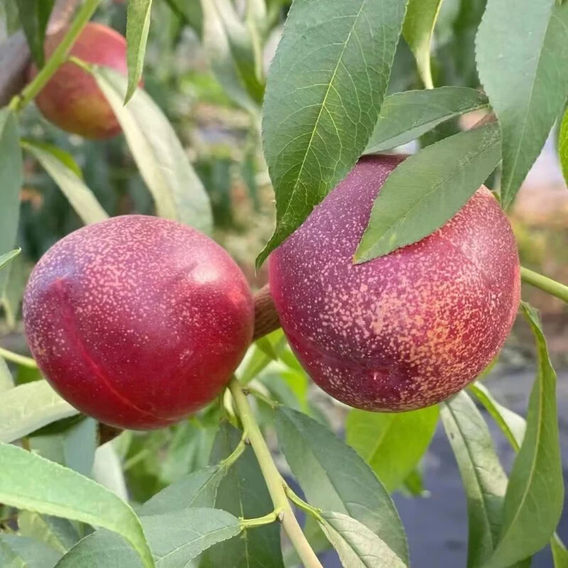 【今拍明到】麻脸油桃当季新鲜脆甜现摘净果5斤仅限京津冀购买