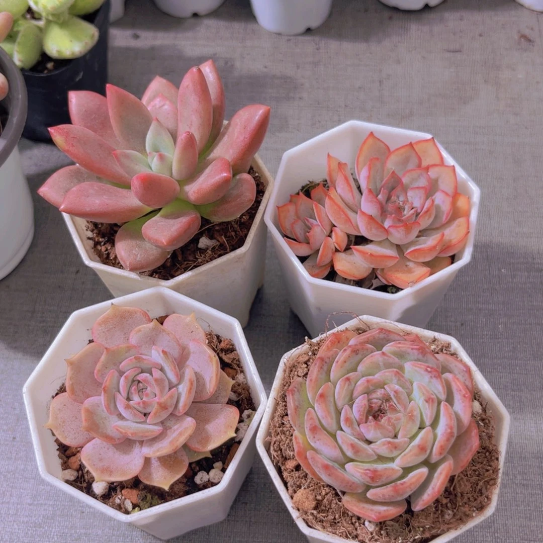 菲娜娜。露娜莲 粉恋。桃花源