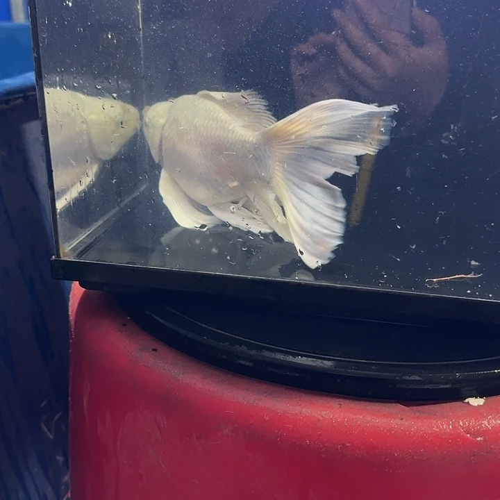 蝴蝶鲤鱼蝴蝶鲤包邮50