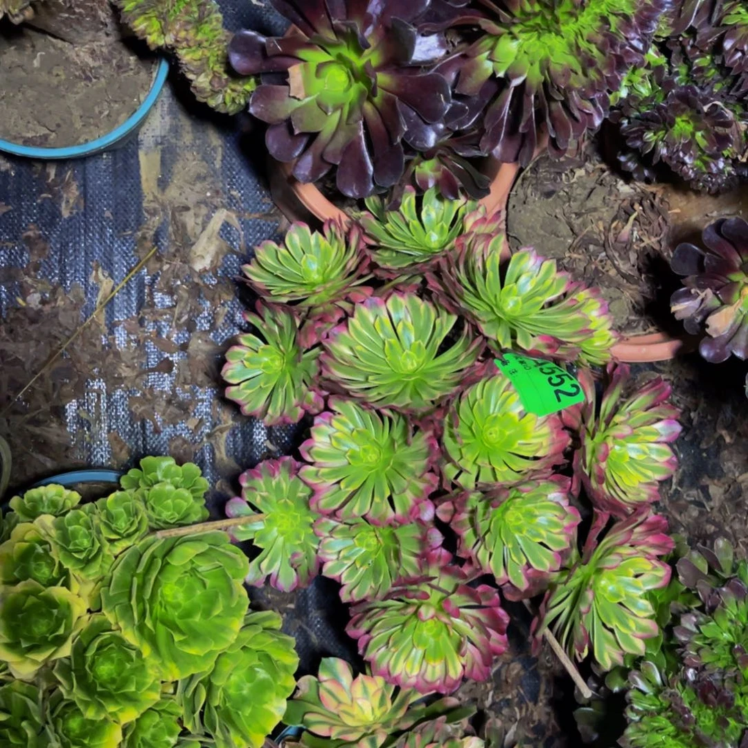 红铜壶白法师1-12