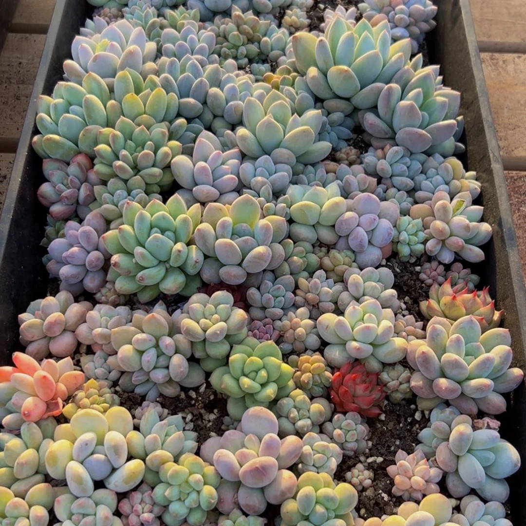 898大大方方非常纯纯粹粹