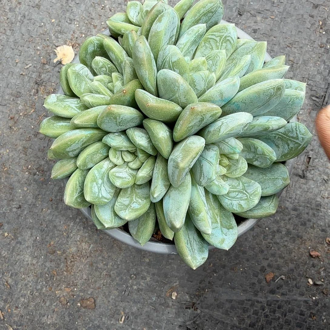 白发翡翠多肉植物