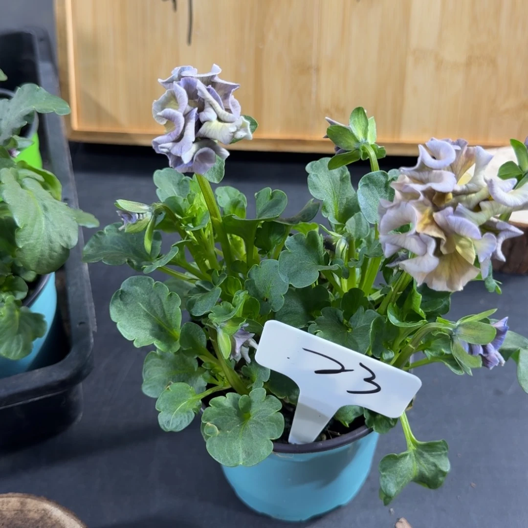 完全开放洛可可礼服23