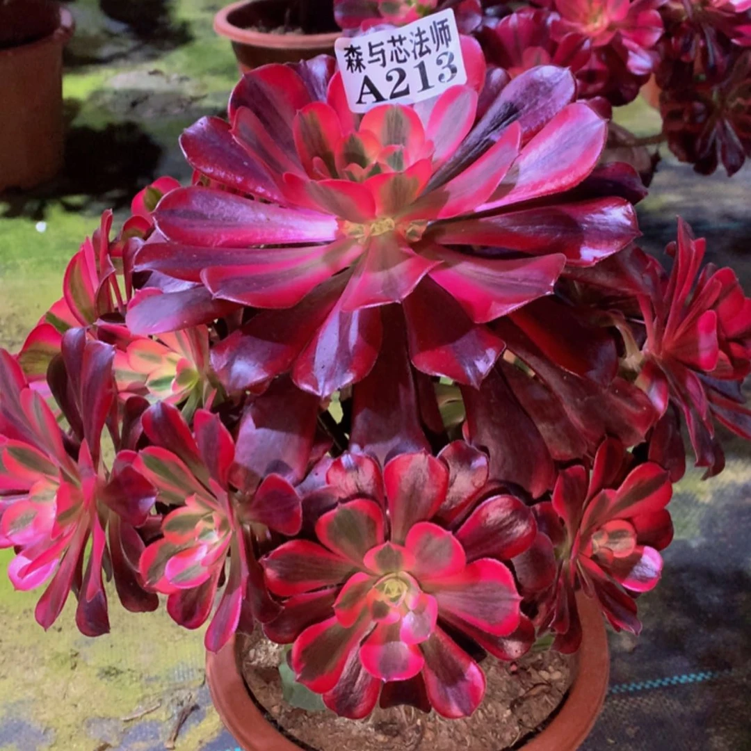 【闪购商品】213美杜莎