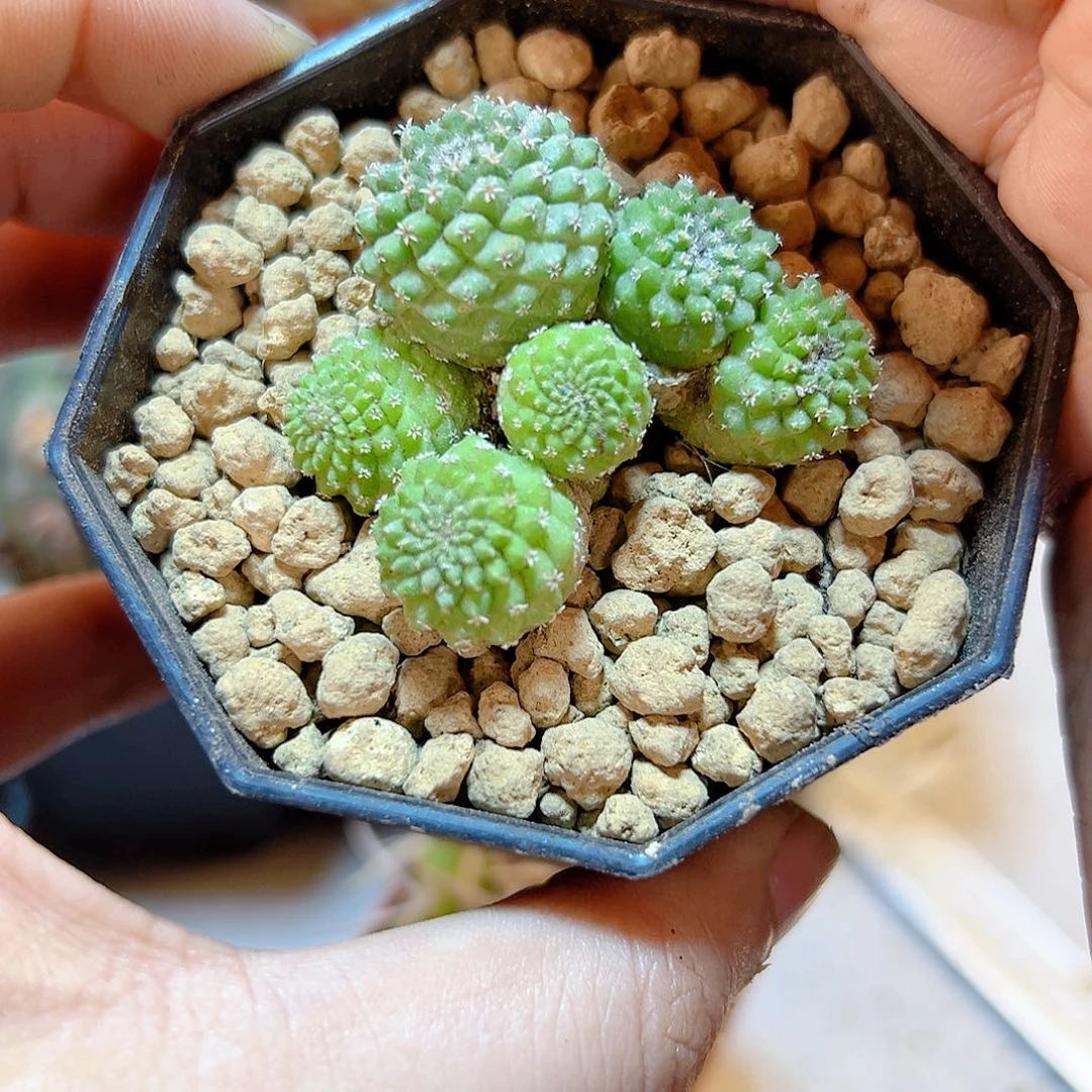 晚53号实生黄体菊水4.1公分带盆