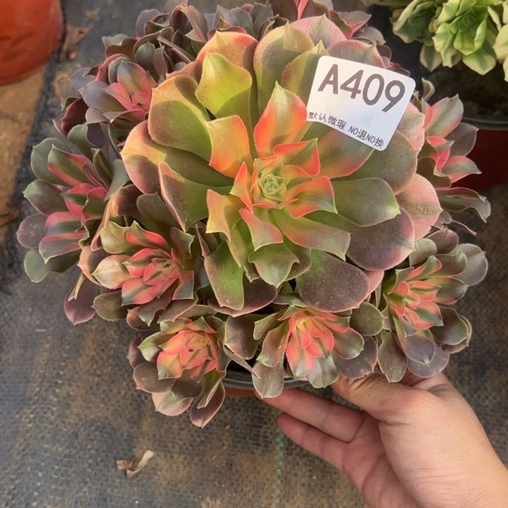 香菲多肉植物409.