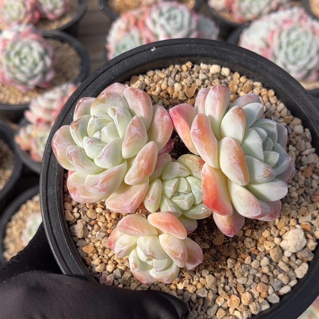 冰玉一物一拍满68包邮