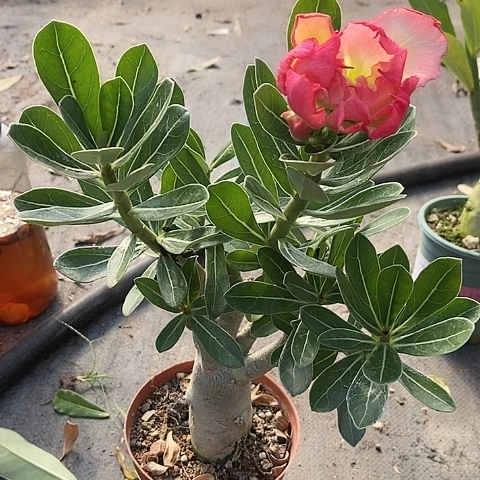 【闪购商品】无花朵荣