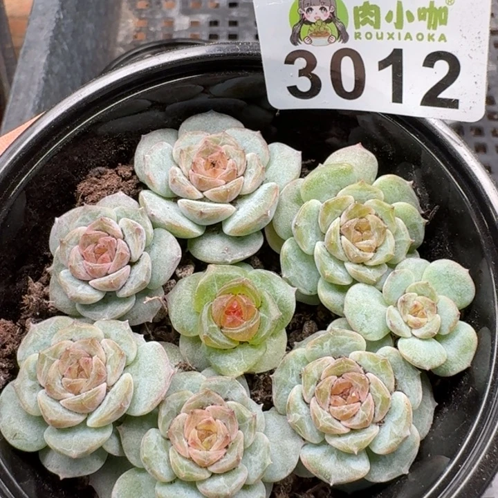 多肉植物多肉植物