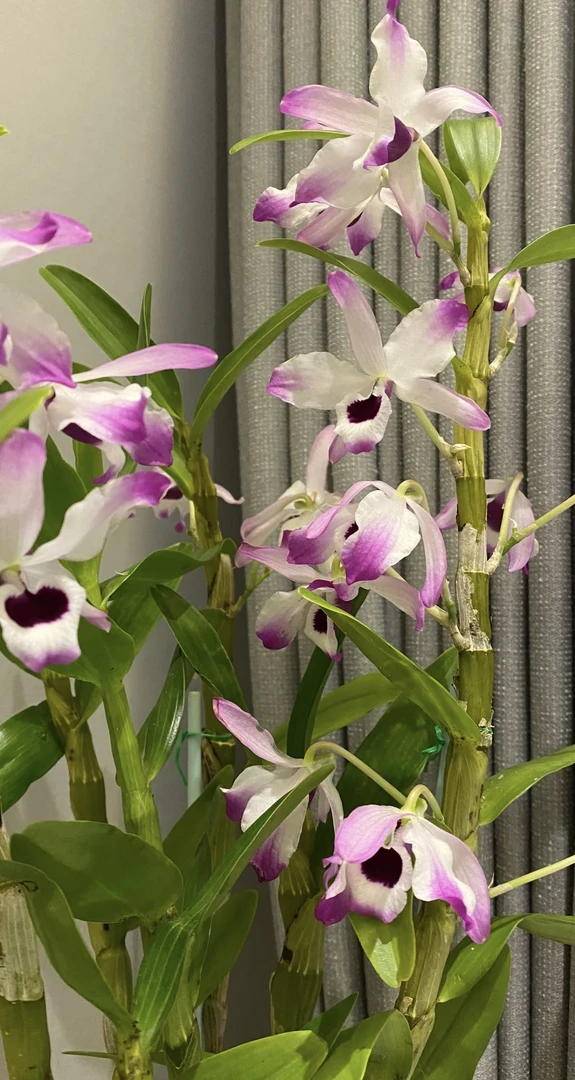 缅甸金钗，花朵大，花期长，花朵带有奶香的味道