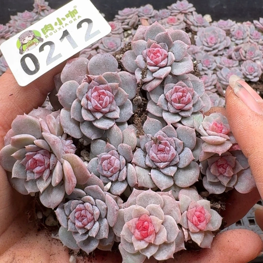 多肉植物多肉植物