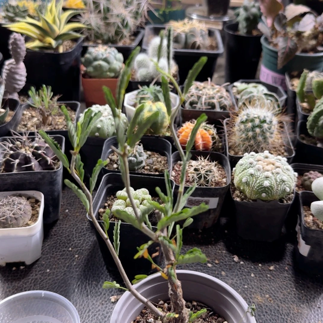 387沙漠苏木带盆发货