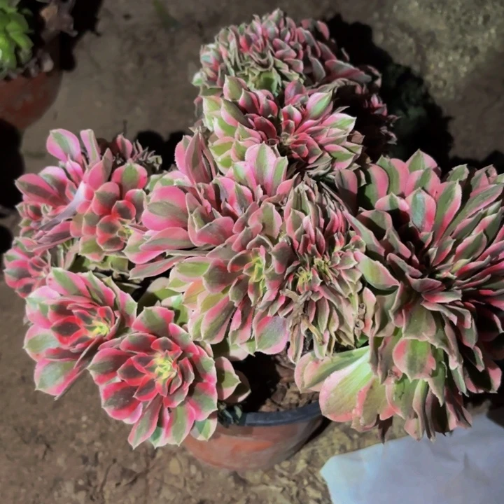 650妖月多肉植物不售后