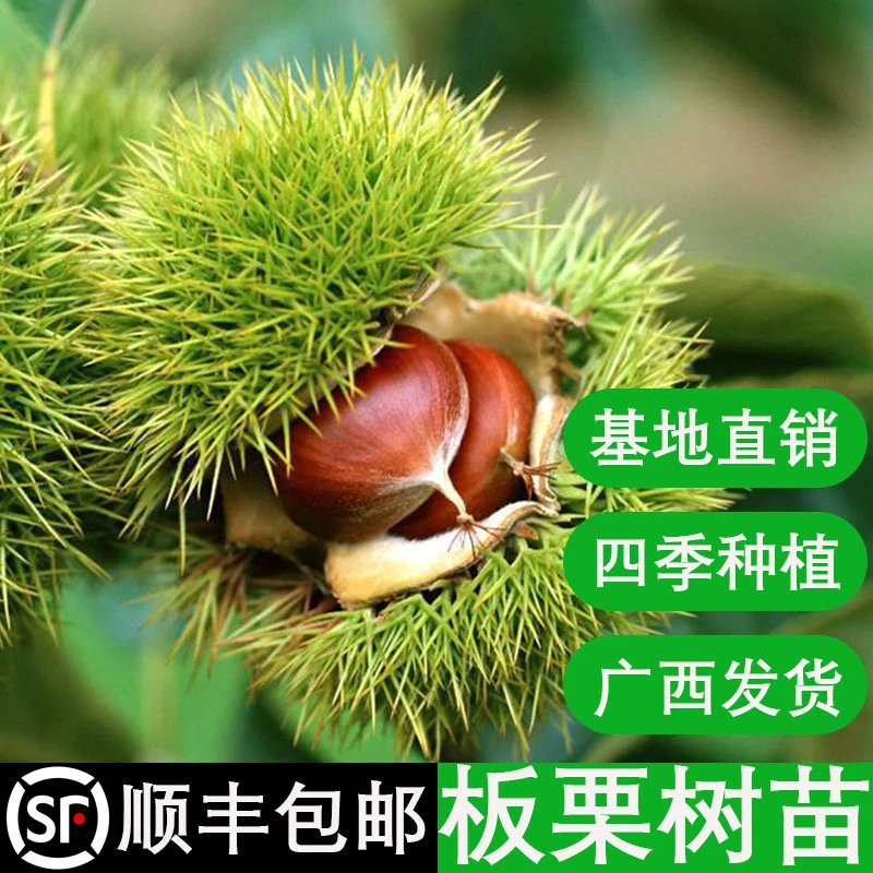 板栗树苗大红袍板栗苗油板栗苗嫁接果树苗南北方四季盆栽园林地栽