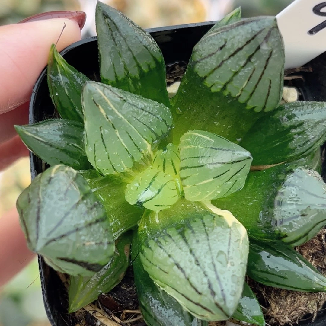 9西瓜寿锦福利专场