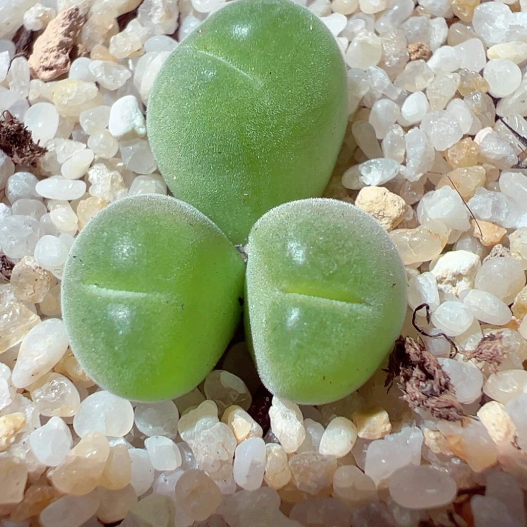 1014-503多肉多日多肉