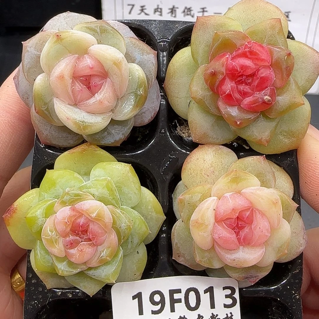 013四颗一组3.5厘米