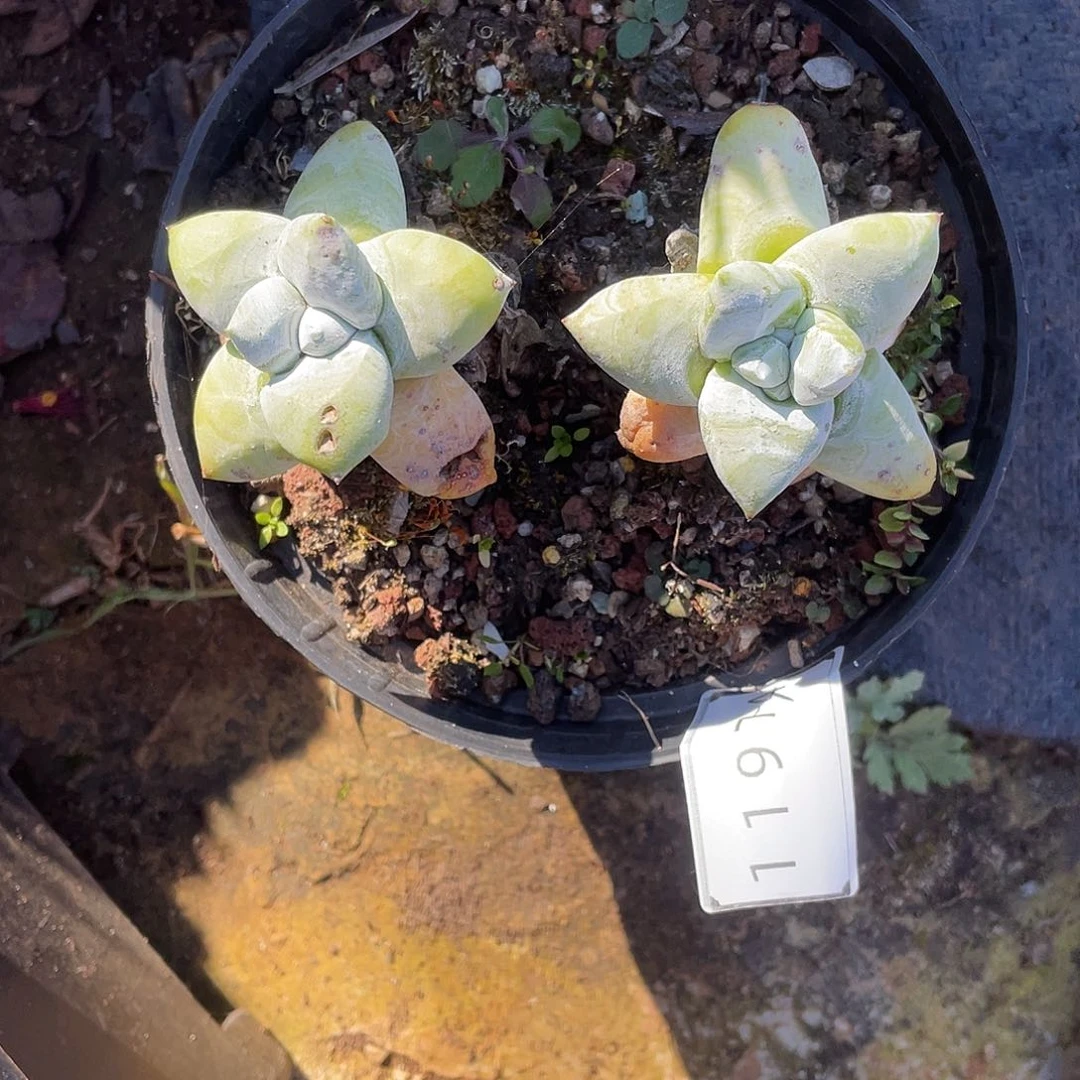 蜜*拇指多头老桩11974