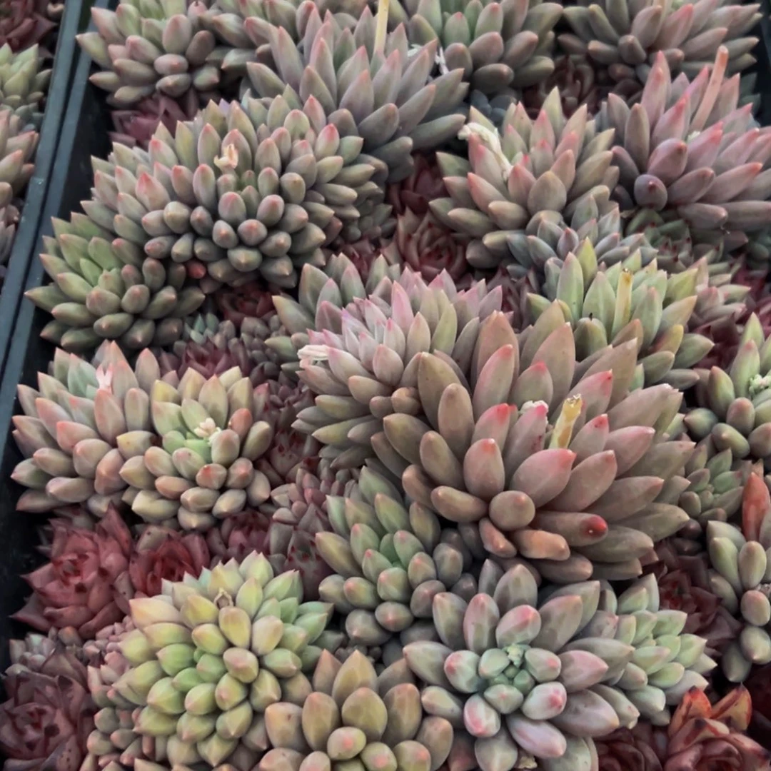 肥***猫601多肉葡萄的味道是