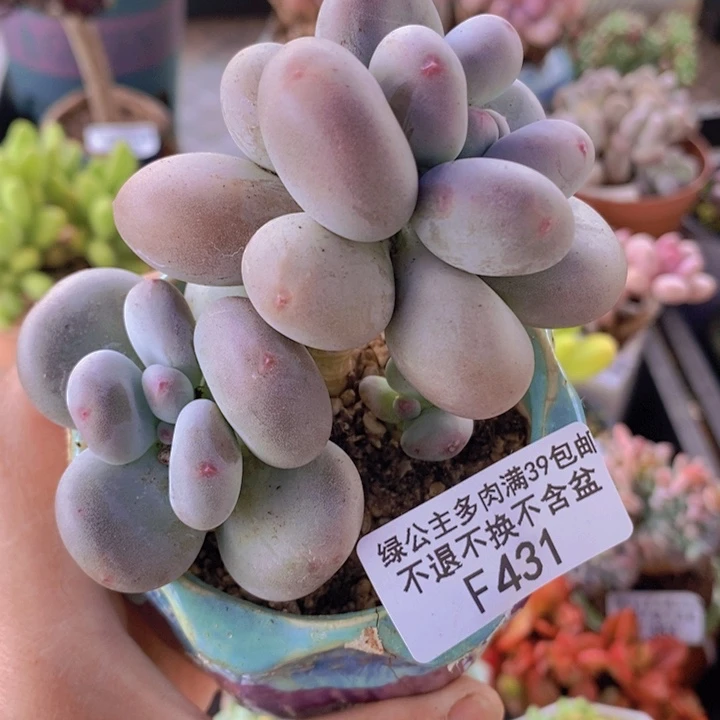 黄金大叶奶7cm431多肉植物