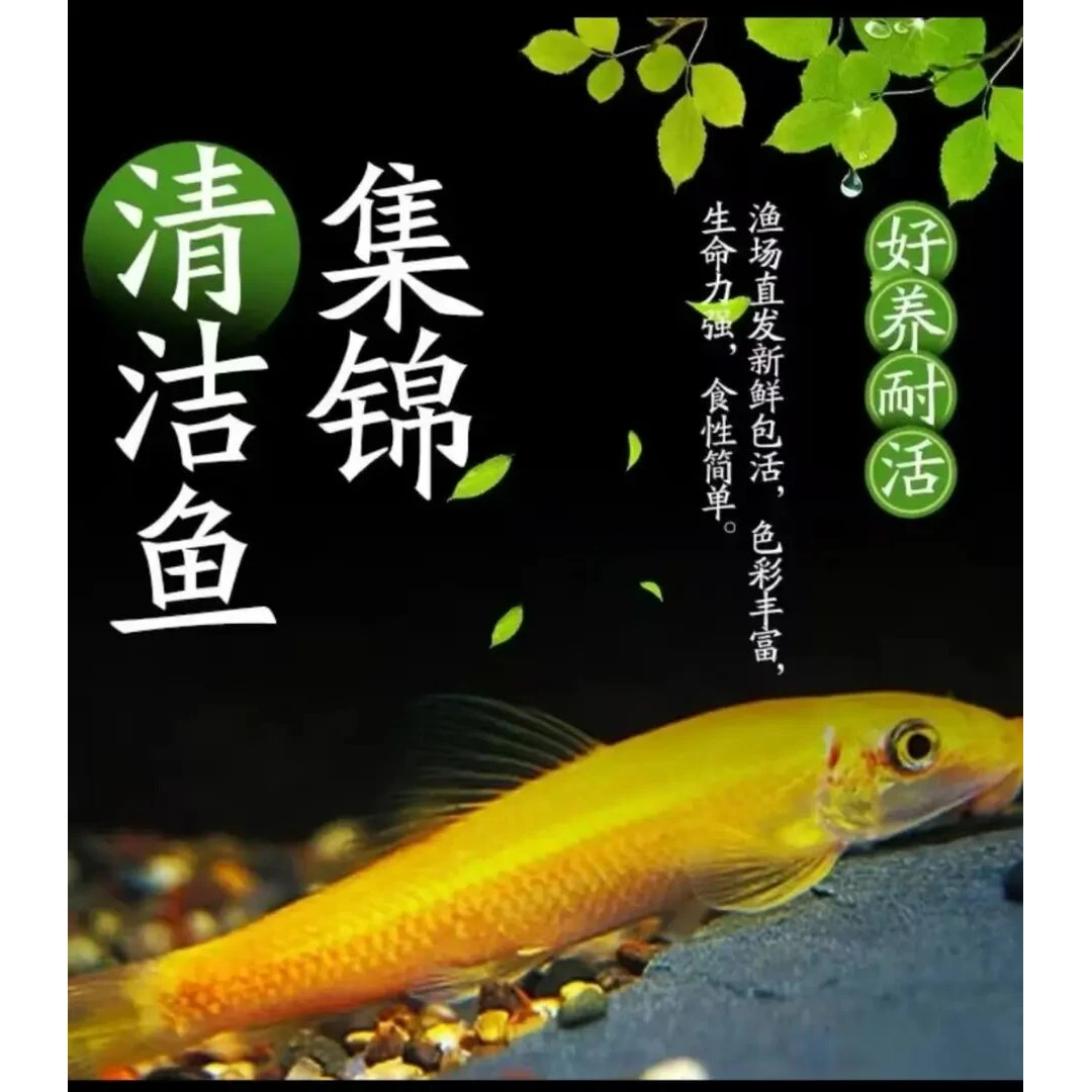 【鱼缸清洁工】清苔鼠金苔鼠鱼热带观赏鱼鼠鱼除藻鱼清洁工具鱼