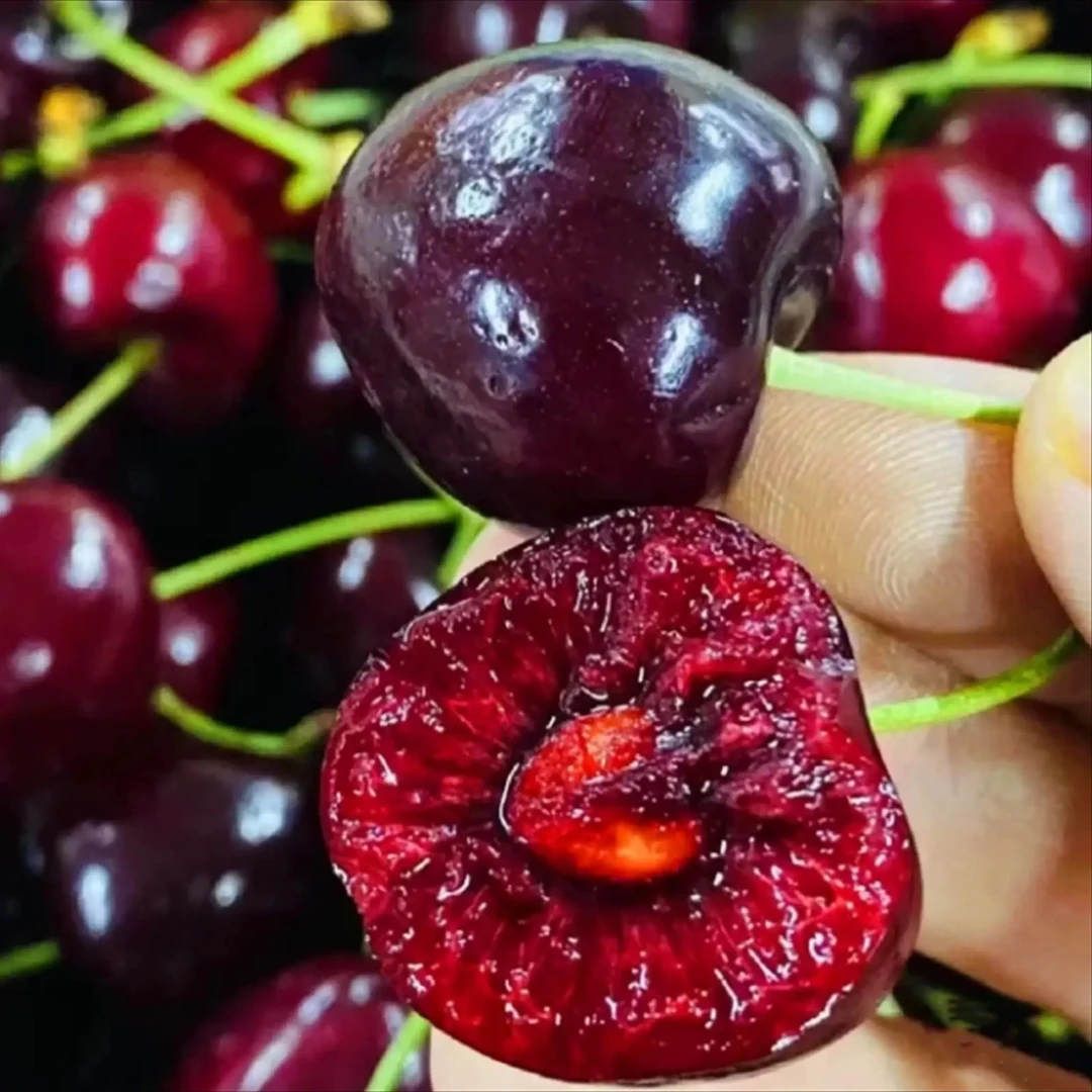 [低海拔/短低温车厘子]观赏园艺植物 基地正品批发 南北方种植
