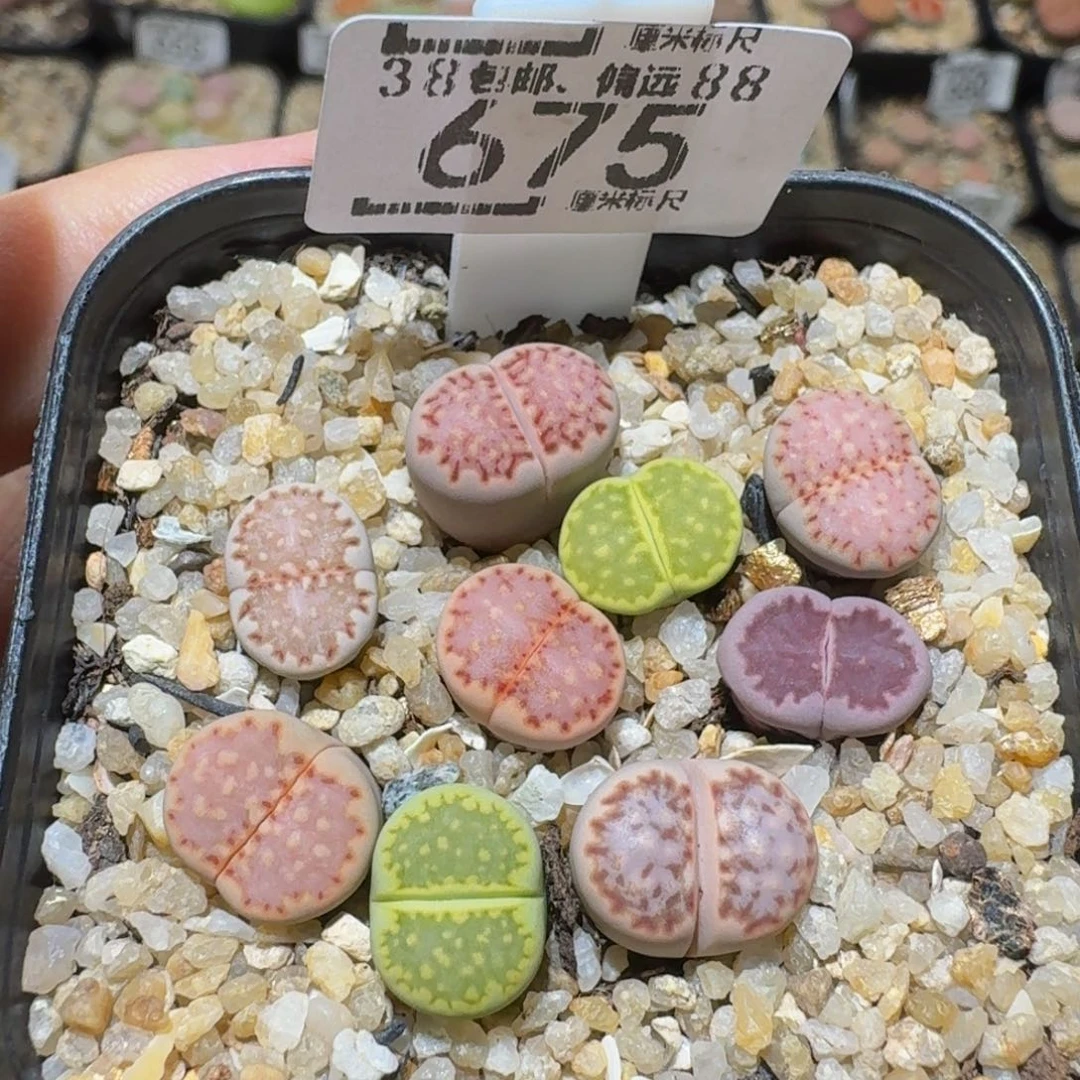 Ssss精品生石花675
