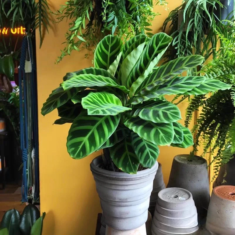 超大青背天鹅绒室内绿植