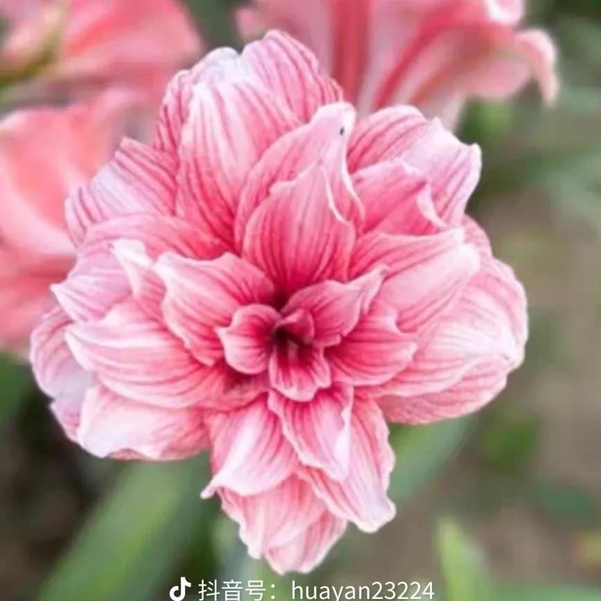 朱顶红【光羽仙子】种球，包对版不包后期养护。