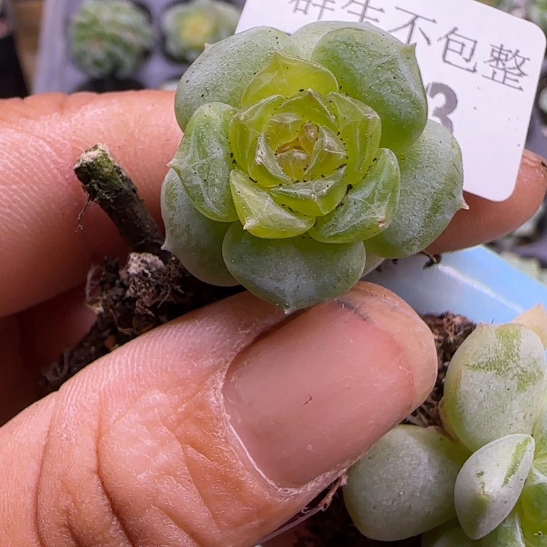 小卡拉米糖心一物一拍5-43