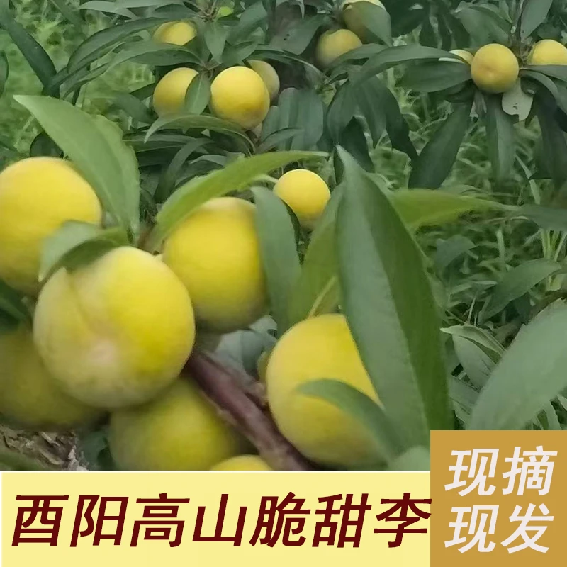 酉阳高山脆甜李麦李子空心李脱骨红脆李子青红李子新鲜水果当季