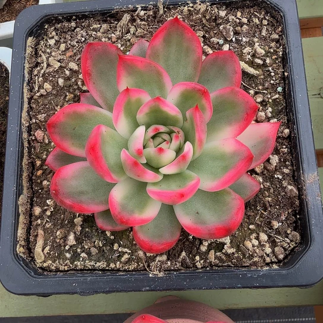 卡利斯托锦锦上园艺一物一拍