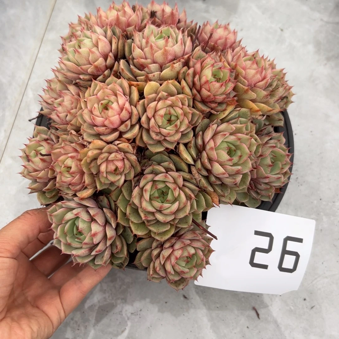 26、还是好多好多好多好多好多