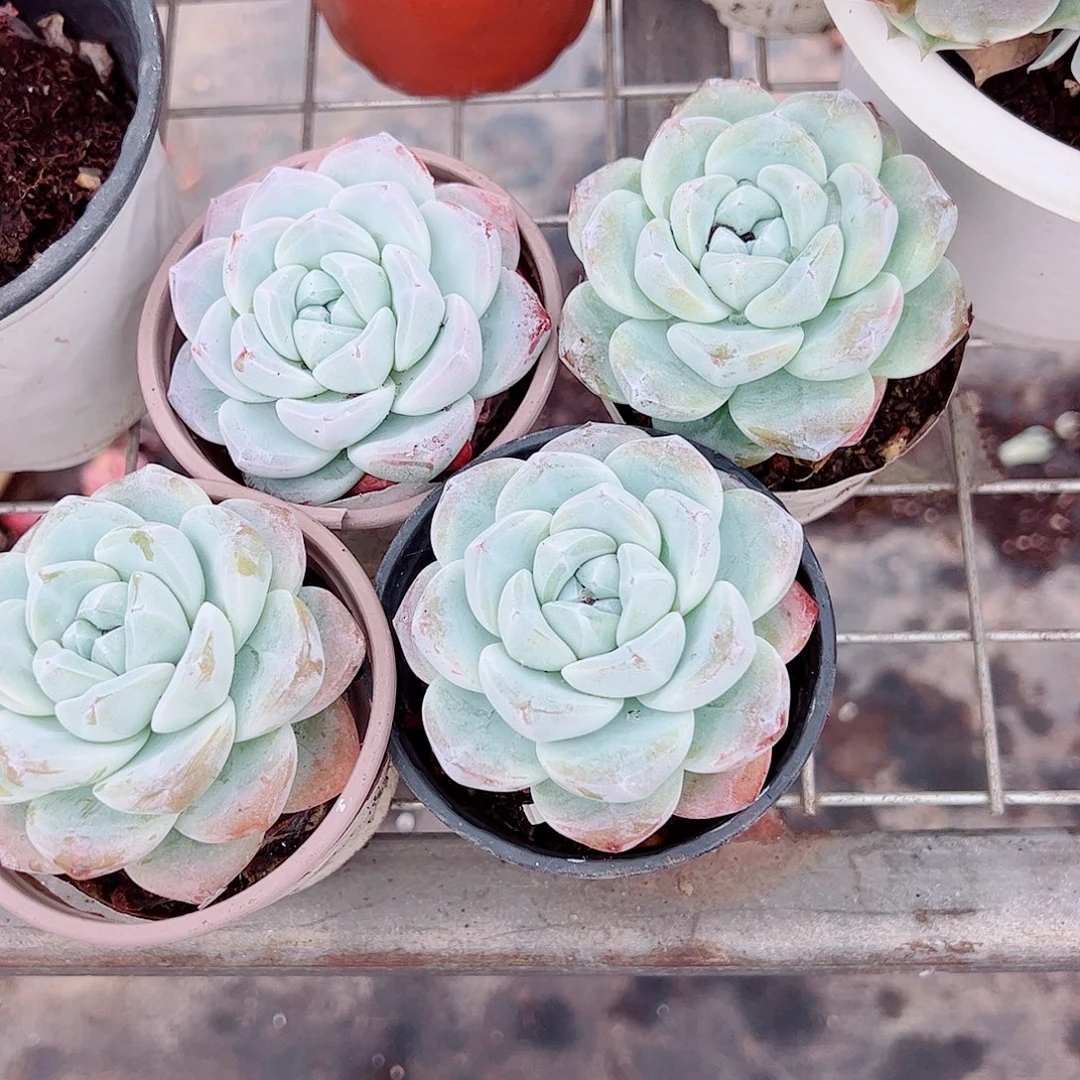 冰玉精控特价四盆9cm