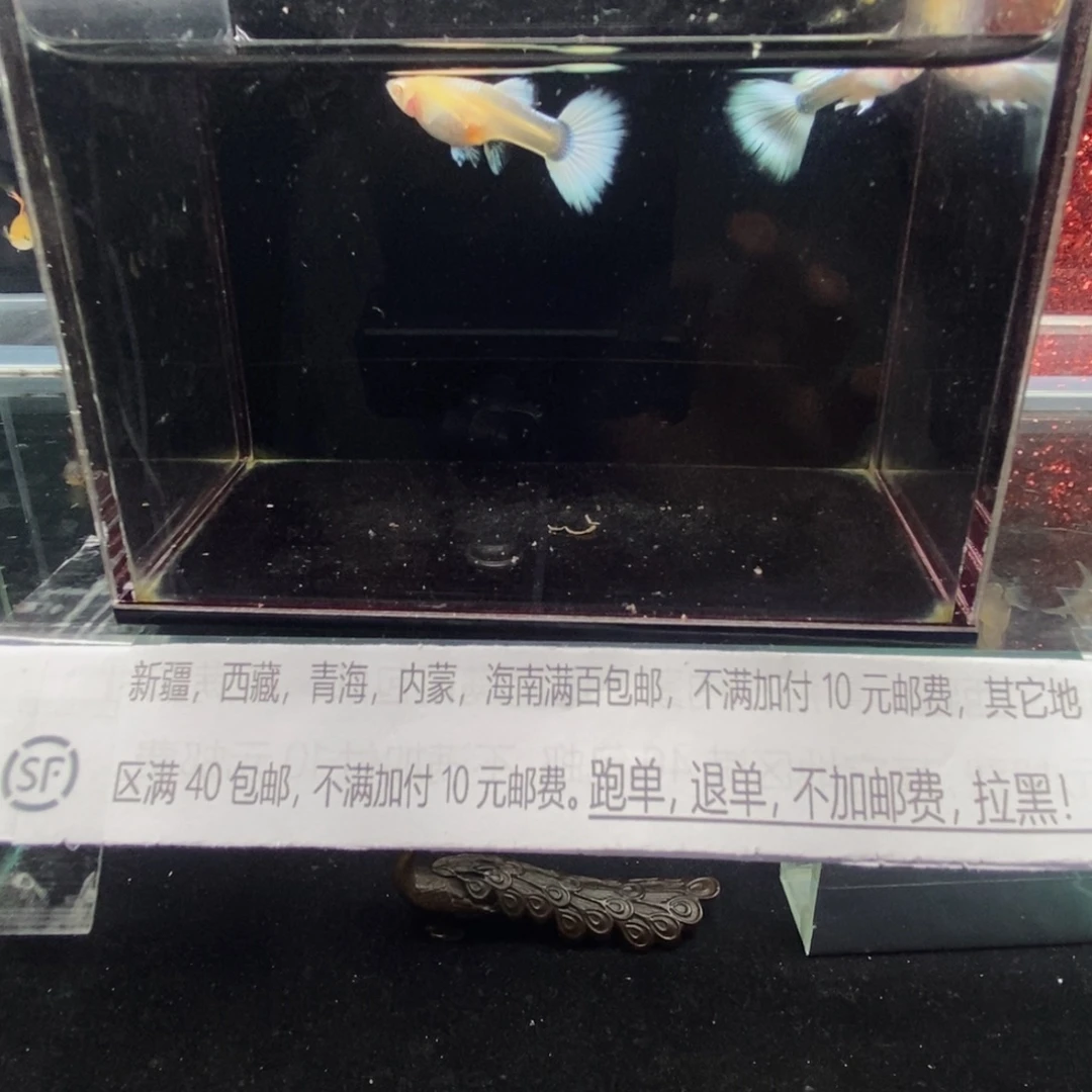 孔雀鱼白雪公主孔雀鱼