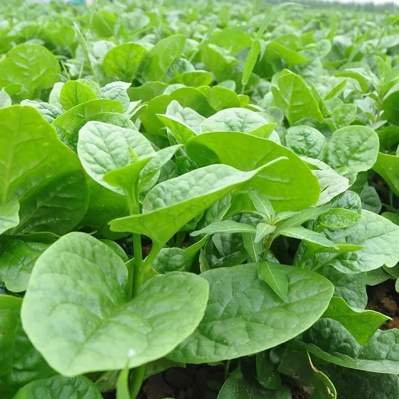 大叶木耳菜种子四季种速生豆腐菜种籽春夏秋阳台盆栽田园蔬菜种子