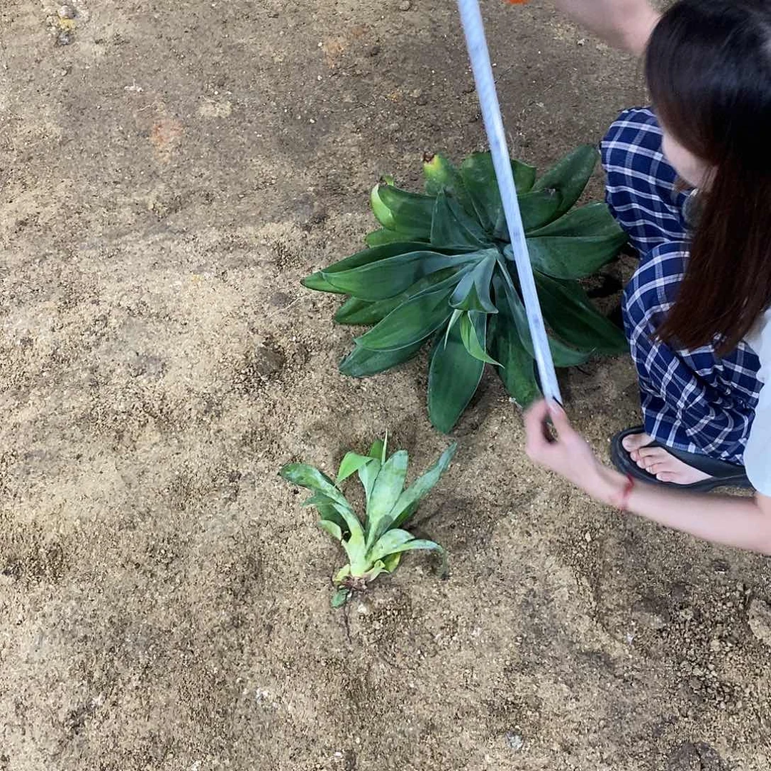 无花朵狐尾浅中斑侧芽量拍