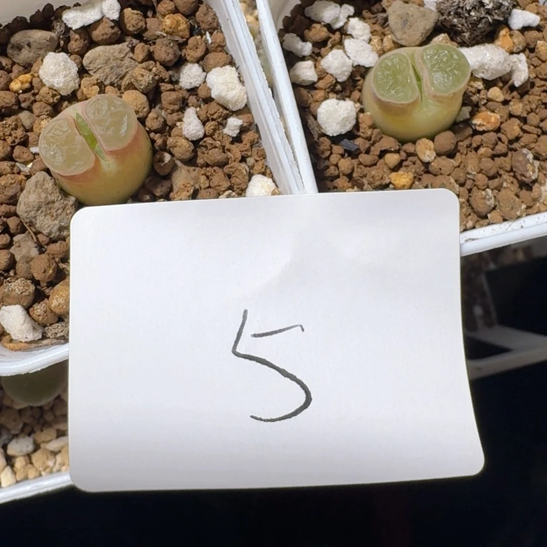 .*05.....多肉.....