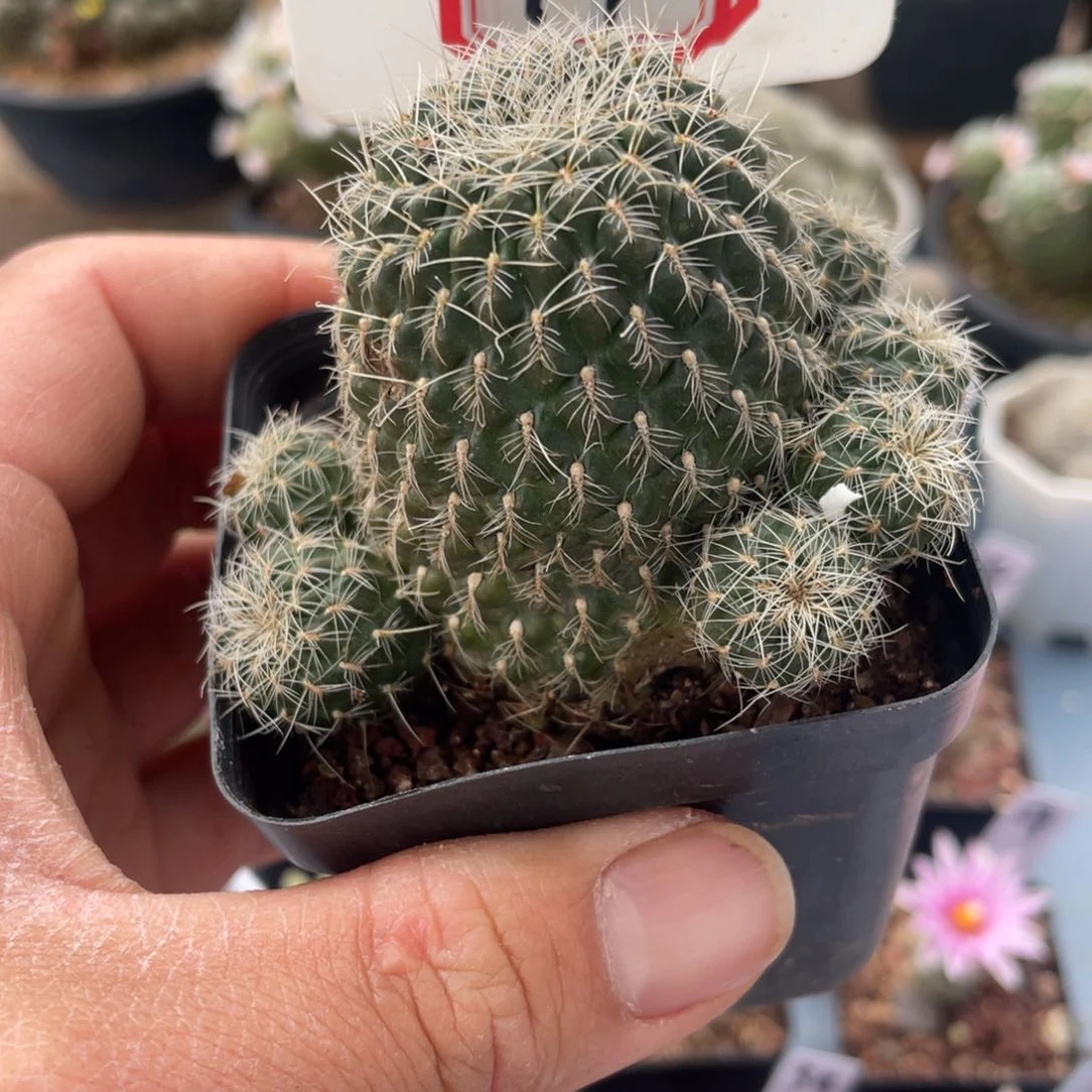 我*飞14往事多肉园仙人球