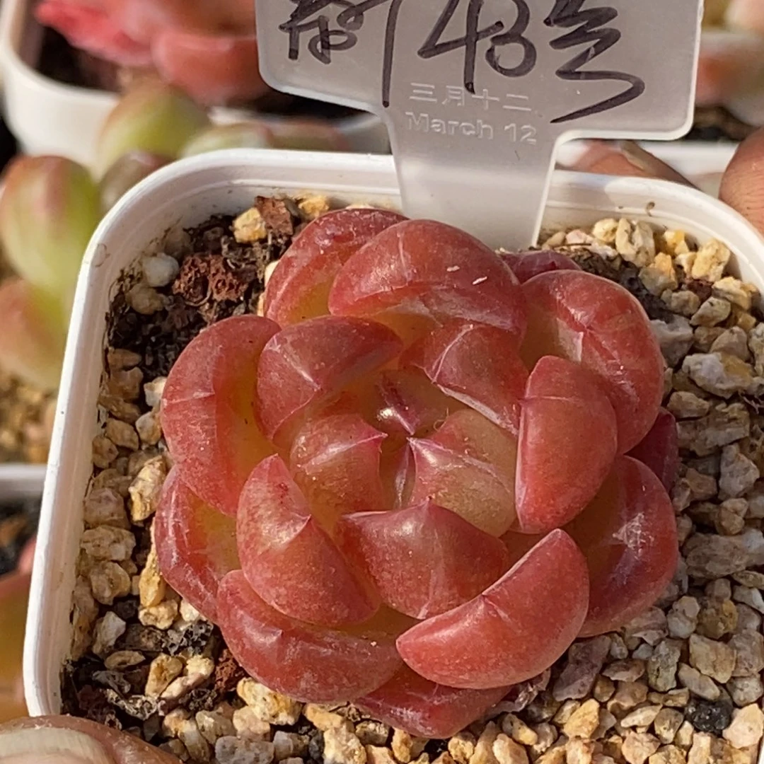 天官赐福百无禁忌