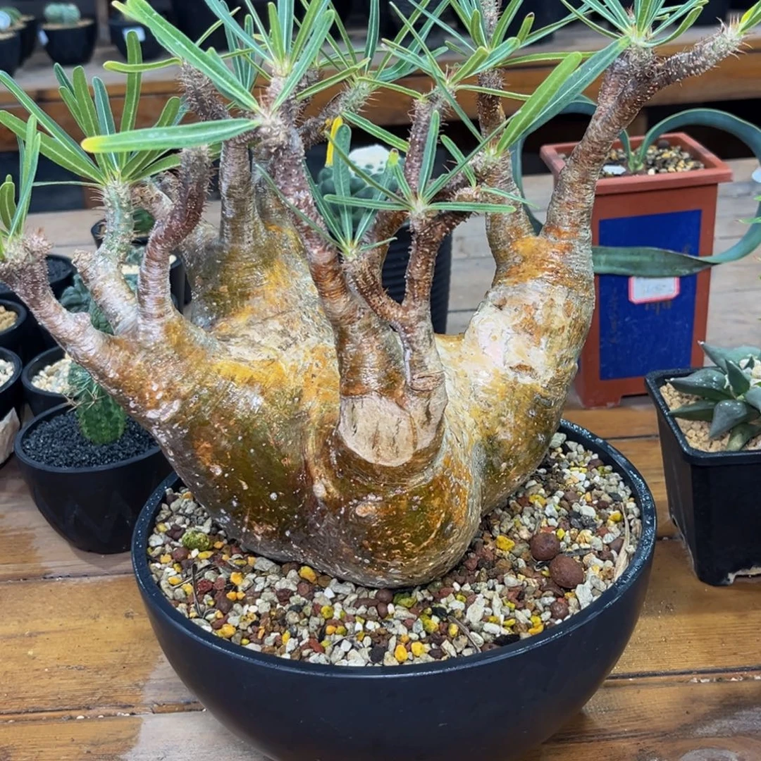 宫Zzzzzzzzzzzzzzzzz