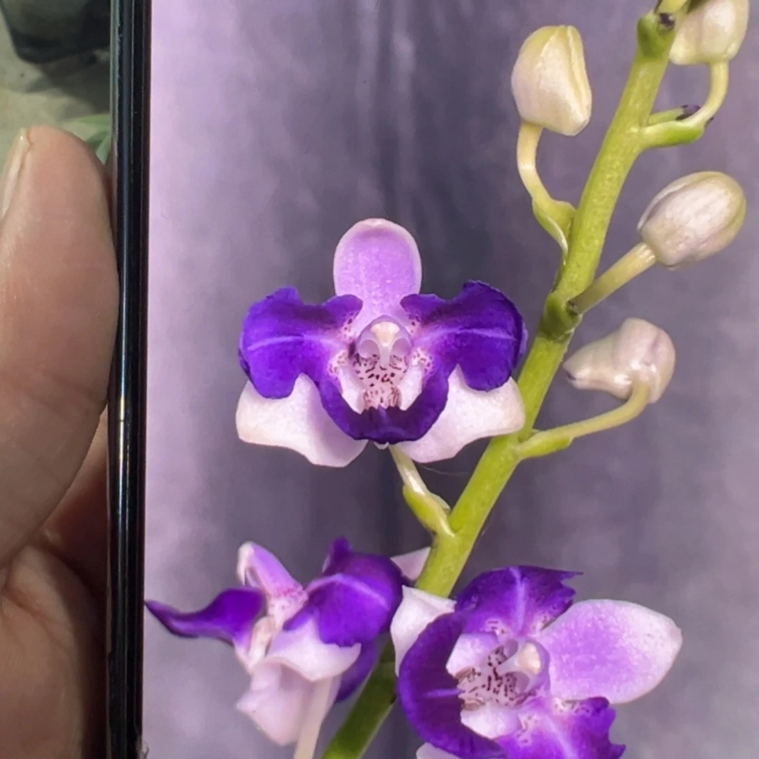 当前无花栽培后可以开花1.7蓝色安娜，凑单发货