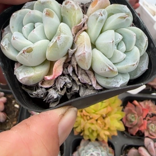 377玉蝴蝶多肉植物多