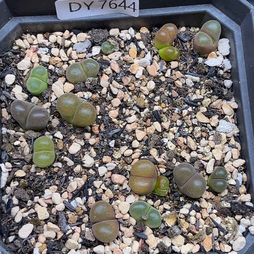 一件包邮一物一拍风铃7644