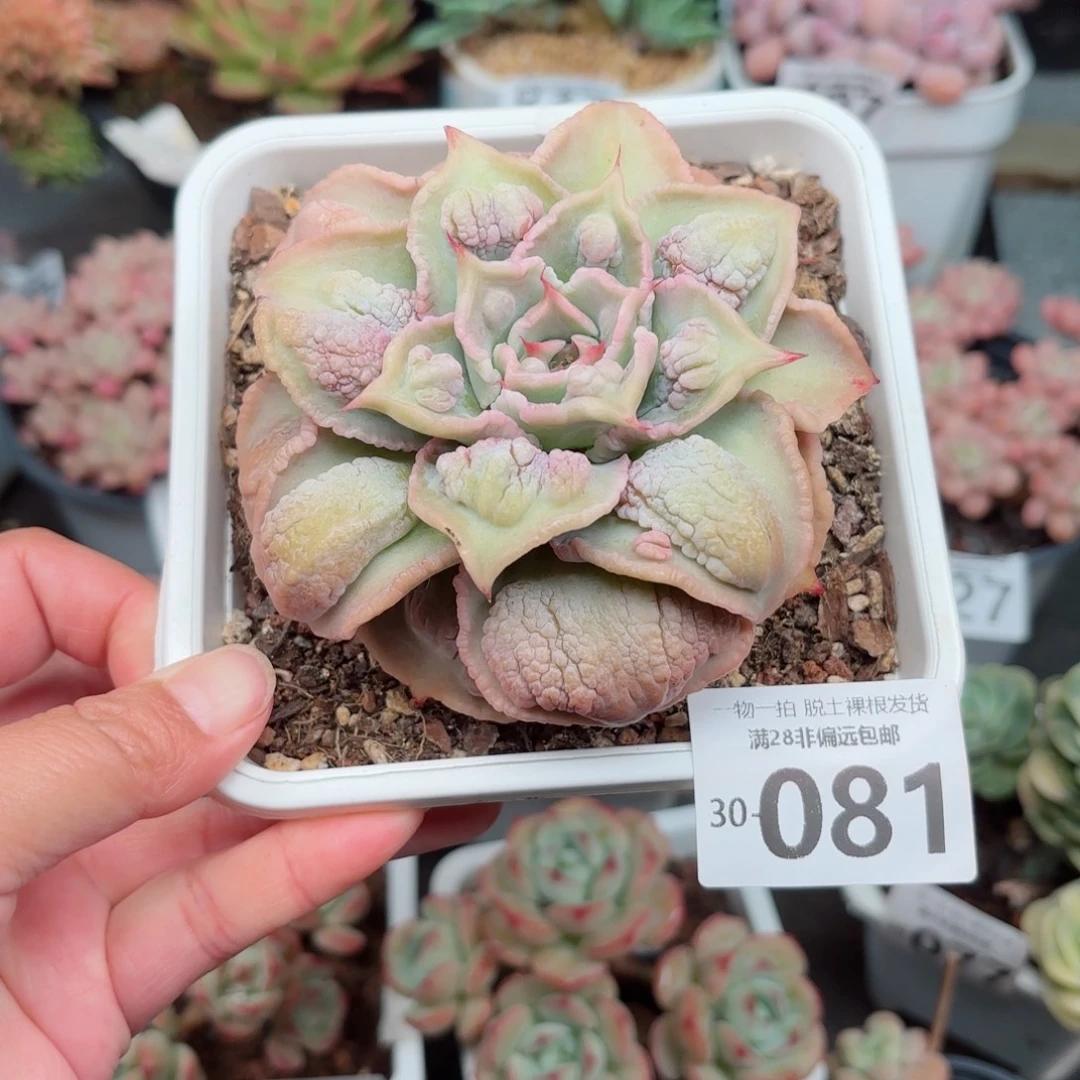 留财饺子皮无盆土发货