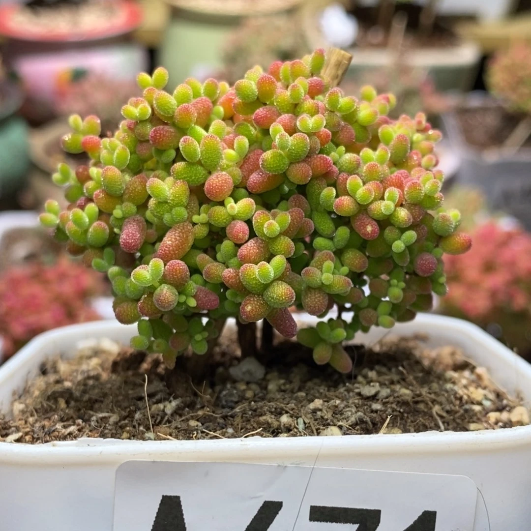 蜜桔糖球枝干番杏A671