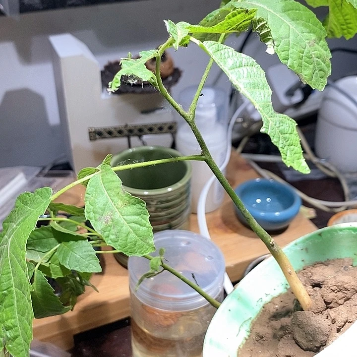 无花朵核桃树苗核桃发芽