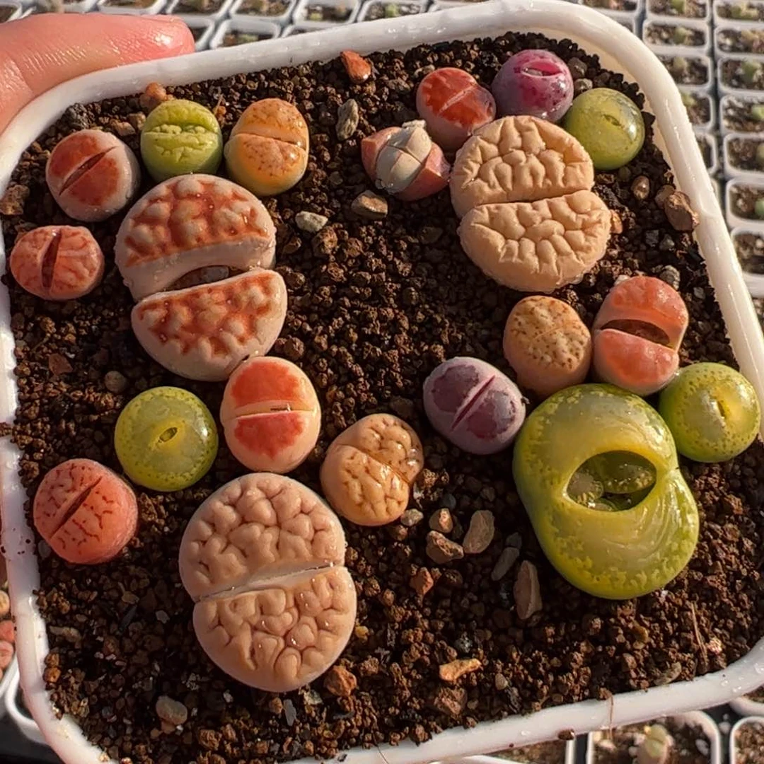 451多肉植物组合